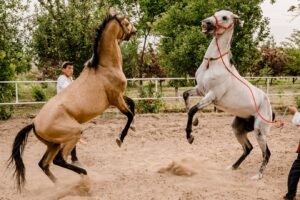 Discover the Majestic Beauty of Akhal-Teke Horses in Turkmenistan